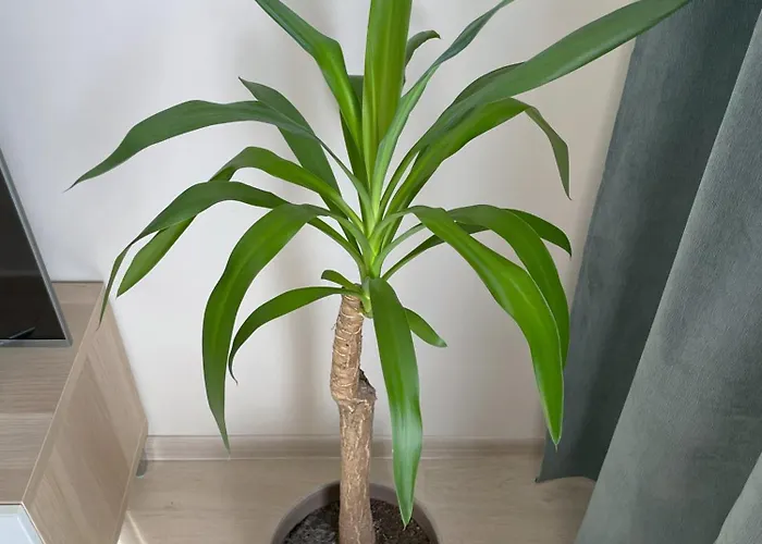 Old Town Riverside Cathedral Apartment